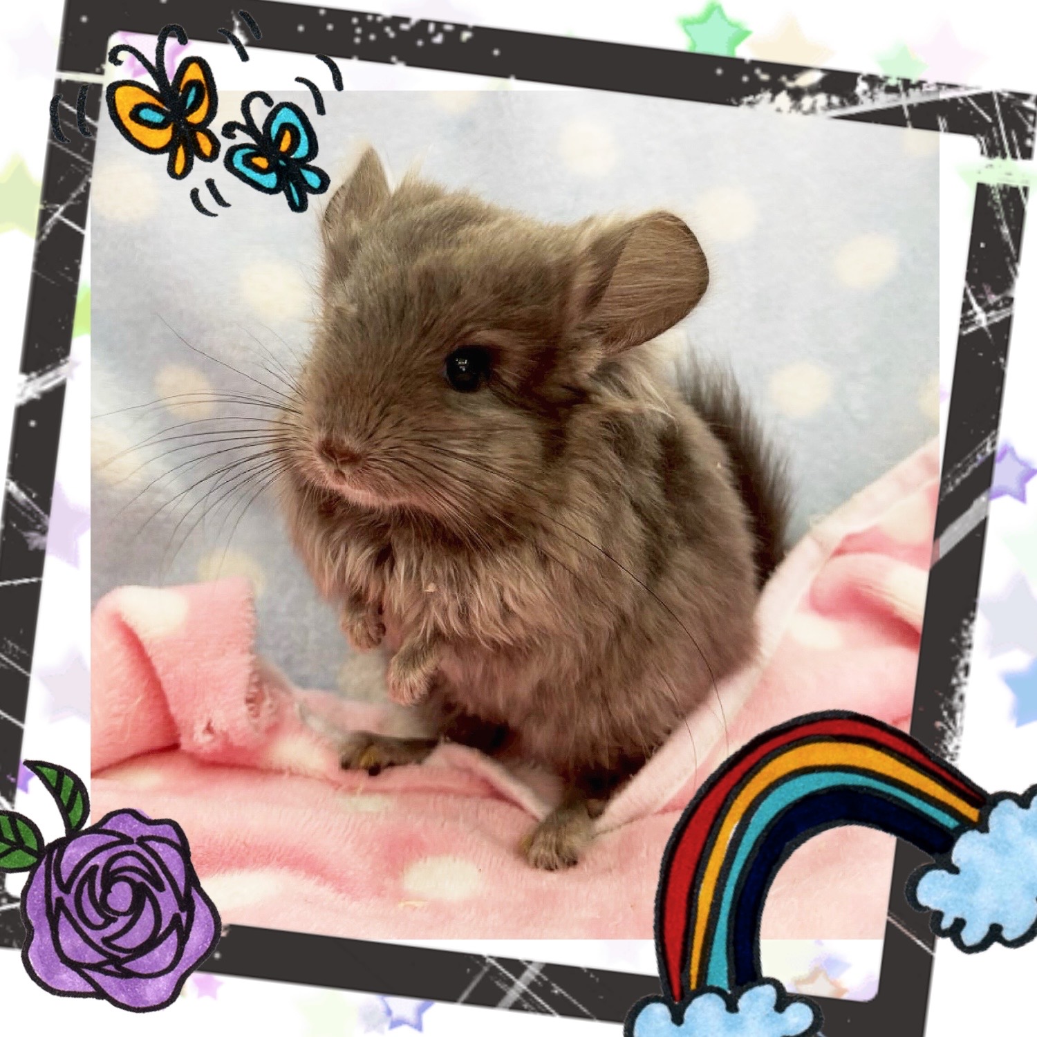 【春日井ぺけっと】もっこもこのアンゴラチンチラが来ていただと！！【哺乳類】