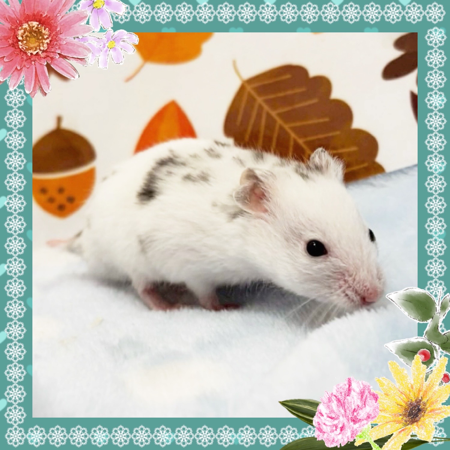 【春日井ぺけっと】ちょこっとゴールデン🐹🐹【哺乳類】