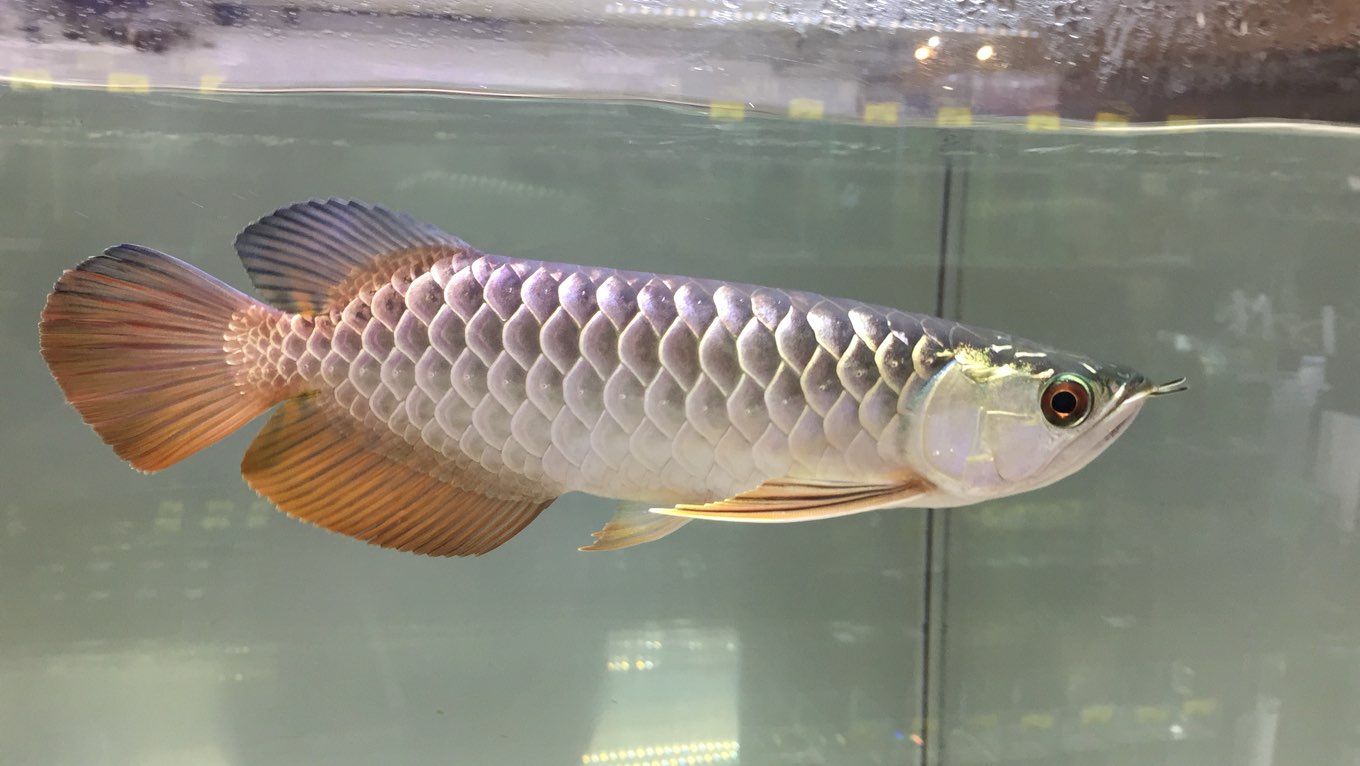 くまちゃんおすすめブログ！ 春日井熱帯魚2025/11/21