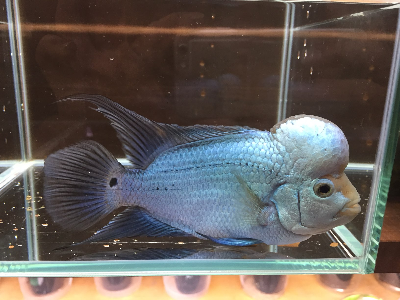 特上のフラワーホーン入荷！ 春日井熱帯魚新入荷！2025/11/20