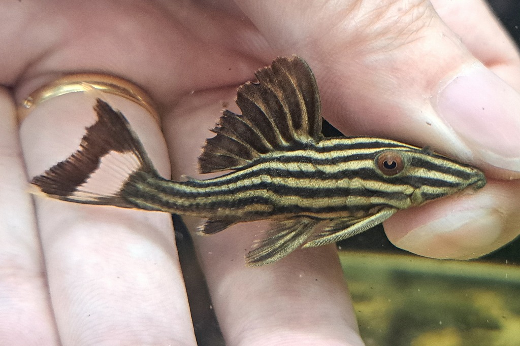 [インターアクア]今週入荷分おすすめ熱帯魚(画像)②