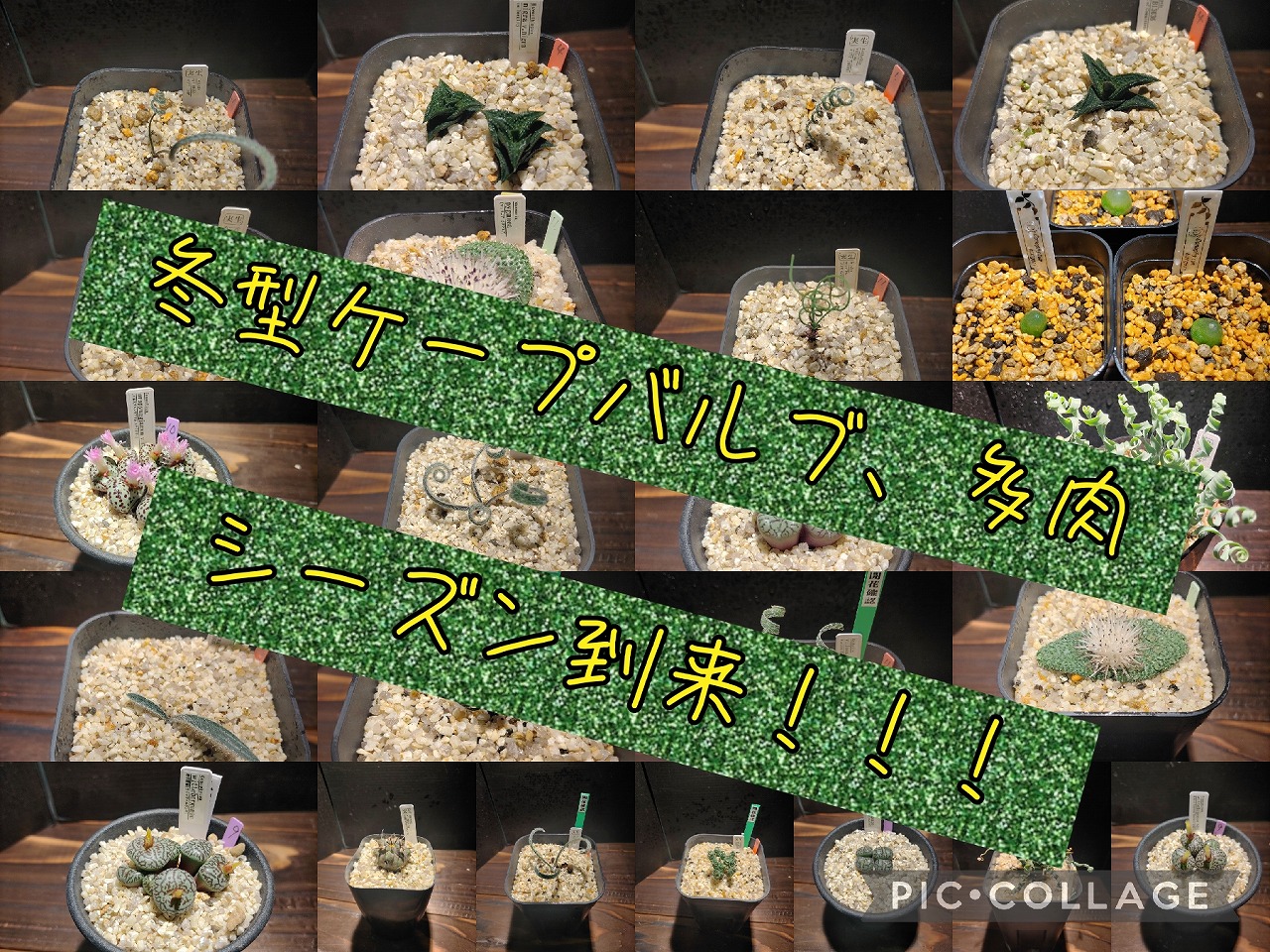 シーズン到来！！冬型ケープ！【春日井淡水】