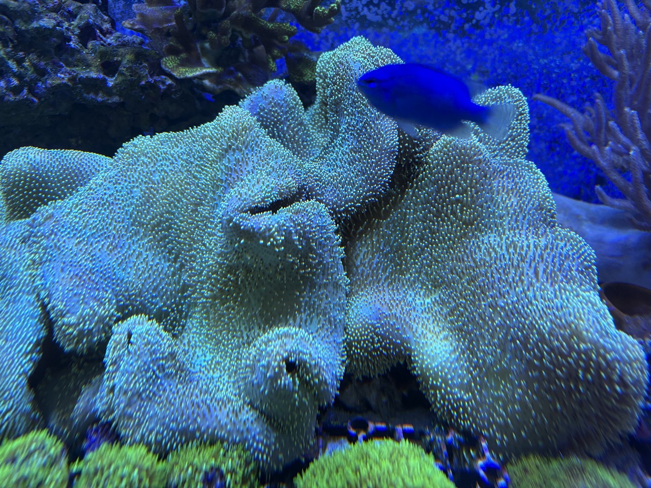 【みなとマリン】オオウミキノコ入荷！！