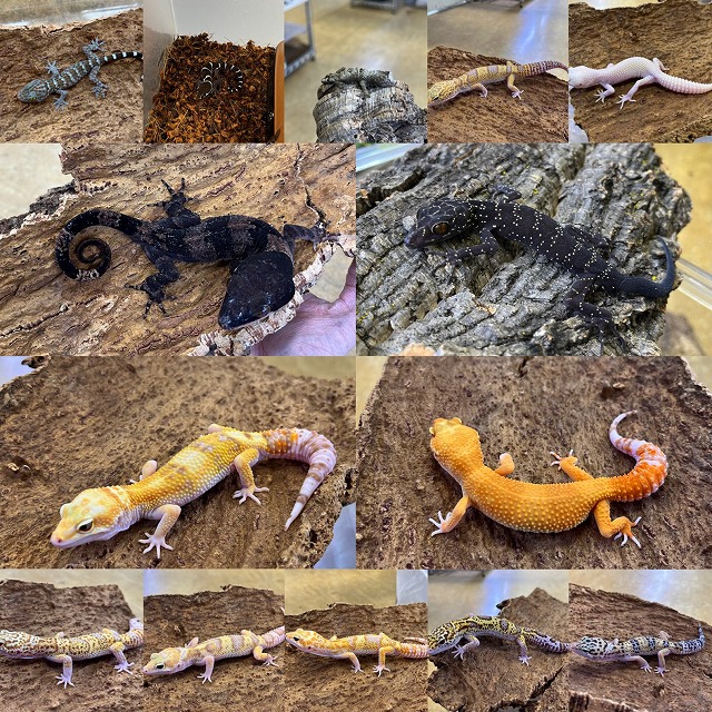 インターペポニ】🚅超特急ブログ🚄ヤモリ編🦎 | 名古屋のペット