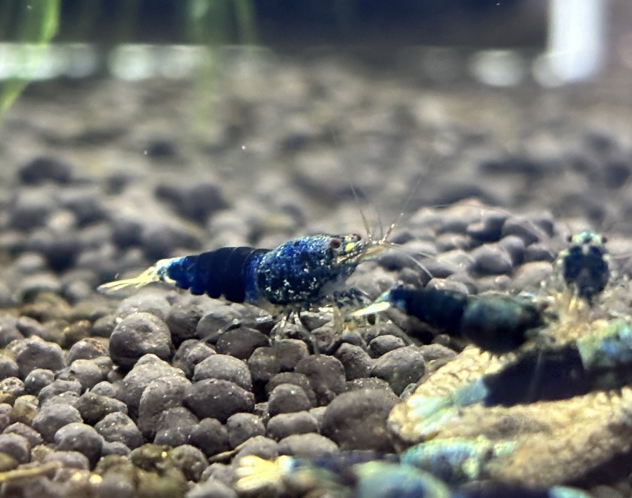 【春日井アクア】シュリンプ入荷速報【シュリンプ】