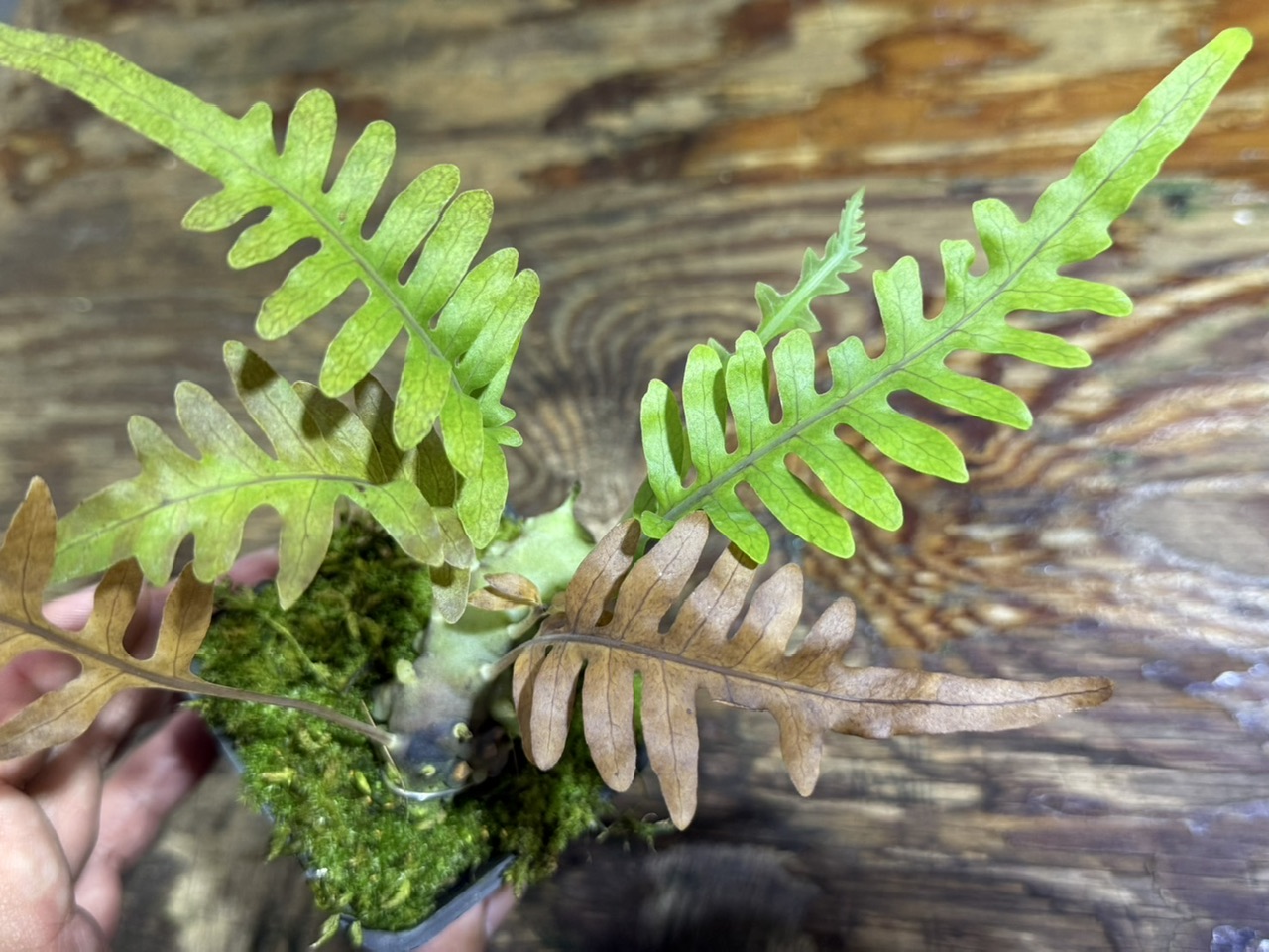 【みなと熱帯魚】蟻植物！