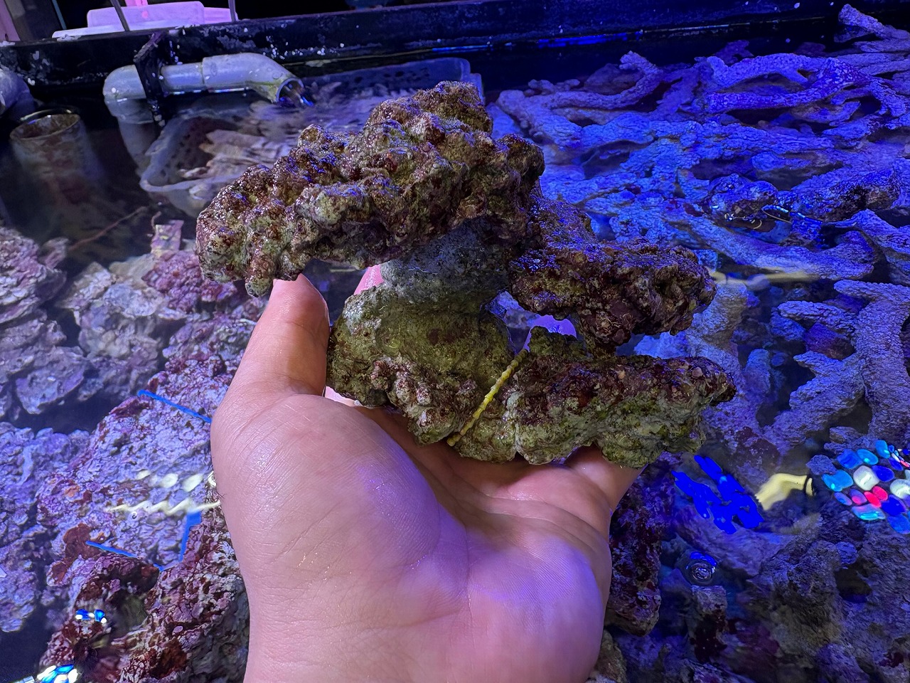 みなとマリン】久々の塊ライブロック❗️ | 名古屋のペットショップ