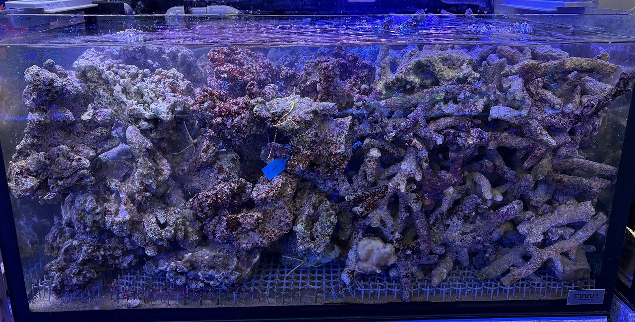 【みなとマリン】久々の塊ライブロック❗️