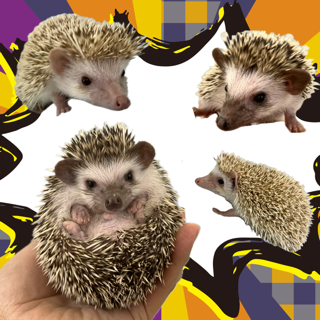 【春日井ぺけっと】モチモチのハリハリ！【哺乳類】