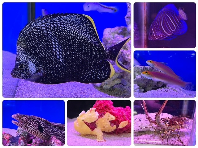 【みなと海水】11月海水魚・その他在庫リスト