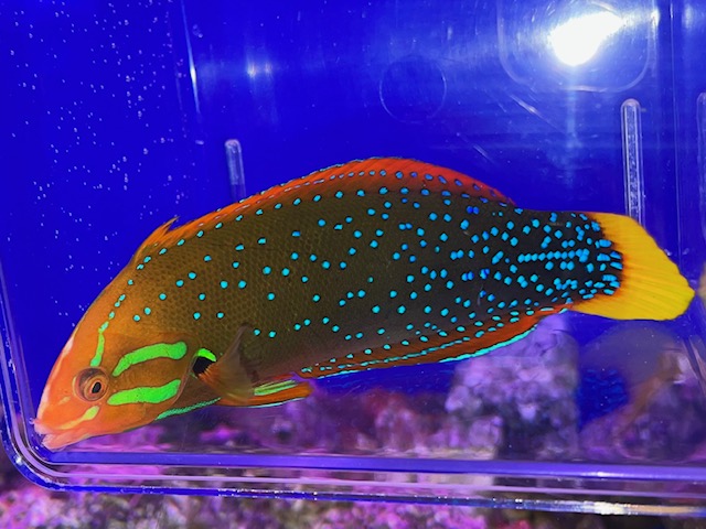 【みなとマリン】セール前入荷❗️