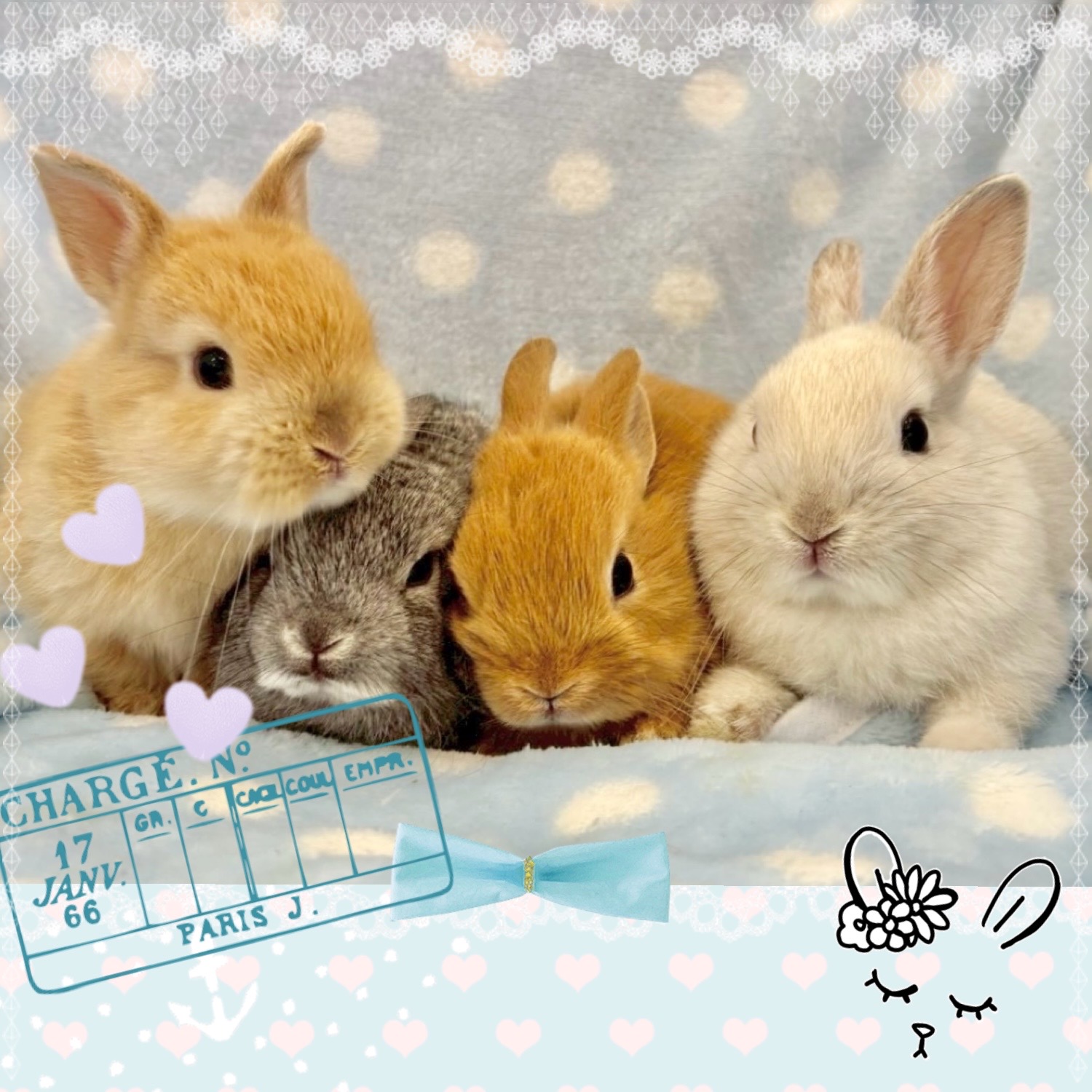 【春日井ぺけっと】激かわネザー＆ロップ✨【哺乳類】