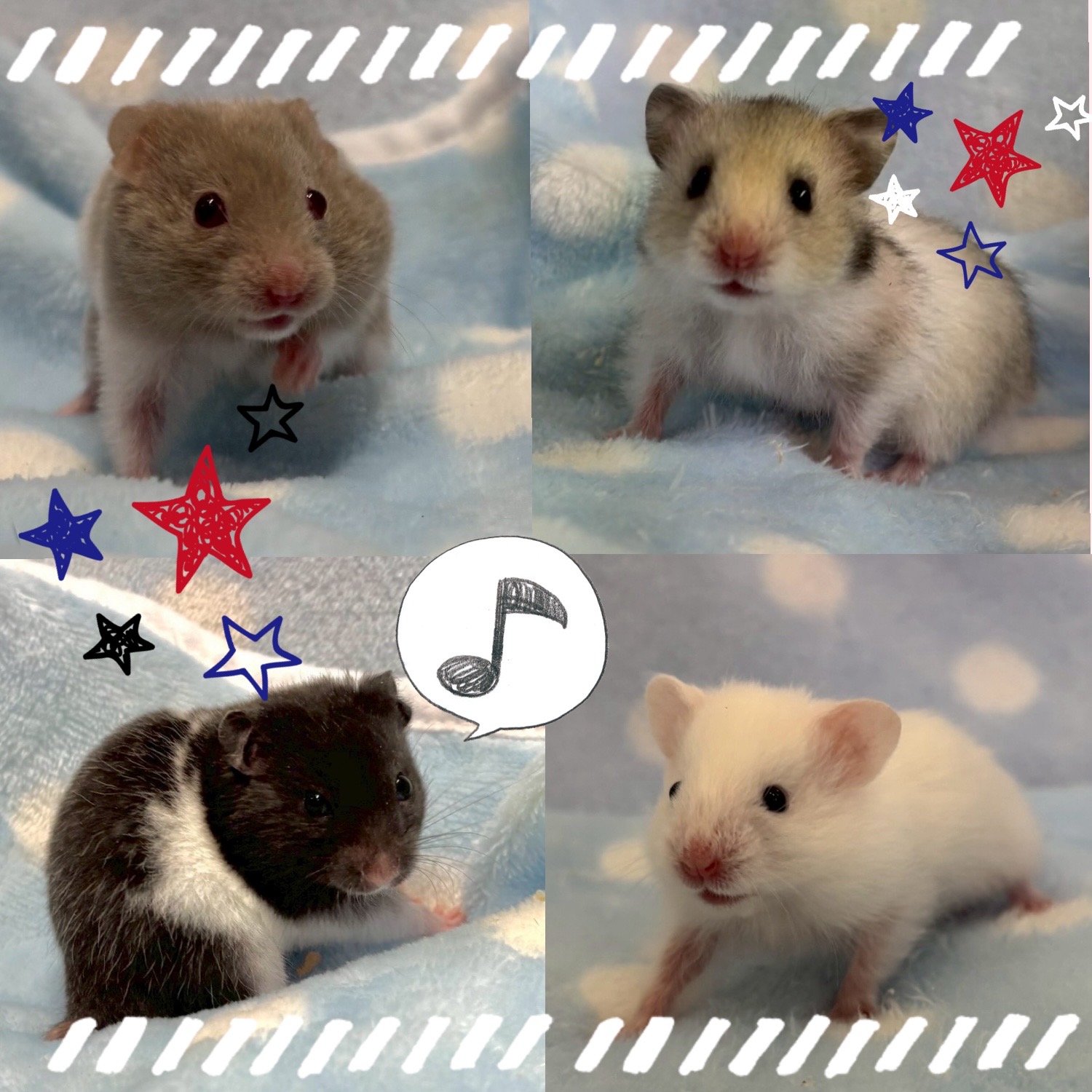 【春日井ぺけっと】溢れんばかりのゴールデン🐹✨【哺乳類】