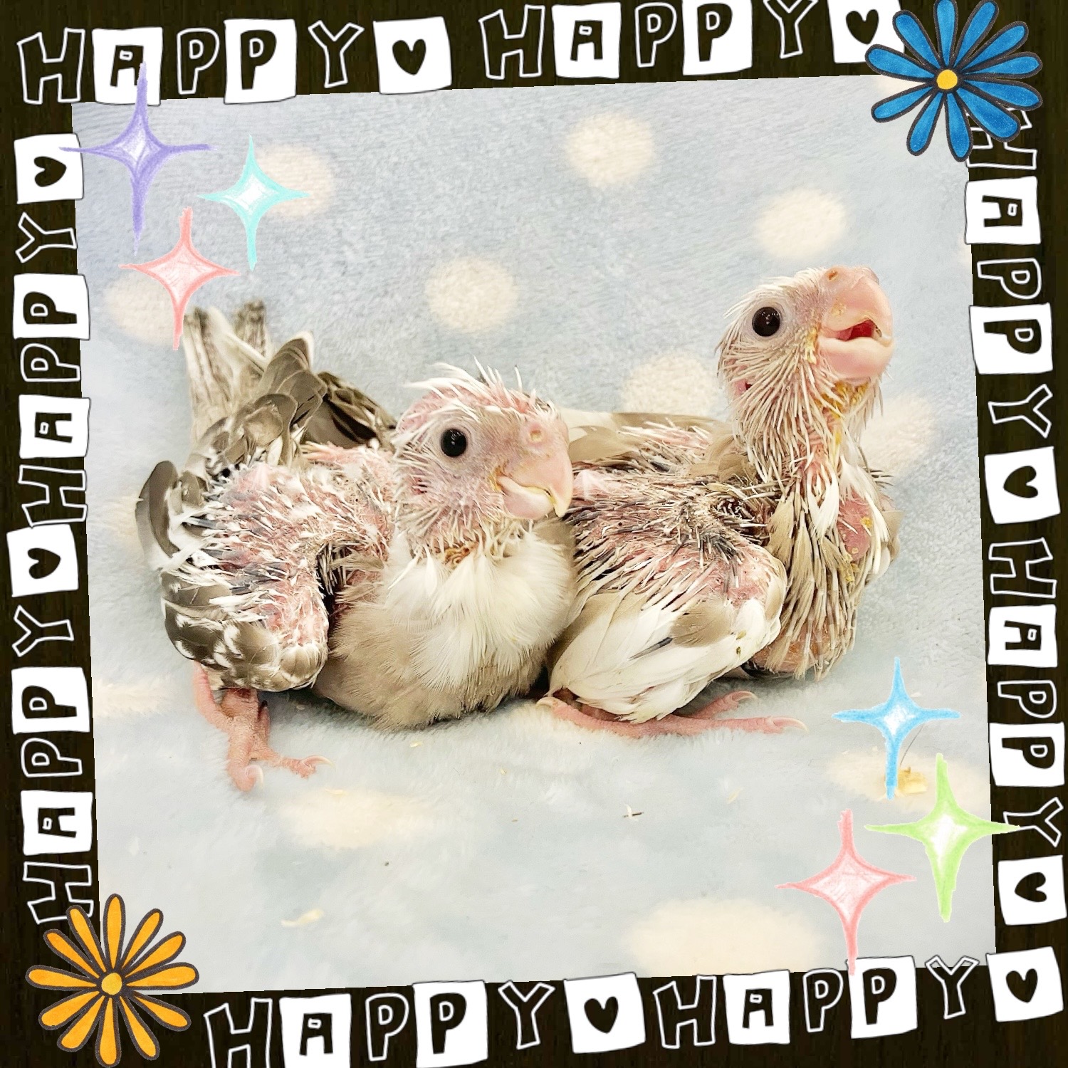 【春日井ぺけっと】毎回人気🌟オカメヒナ着弾🐣【鳥類】