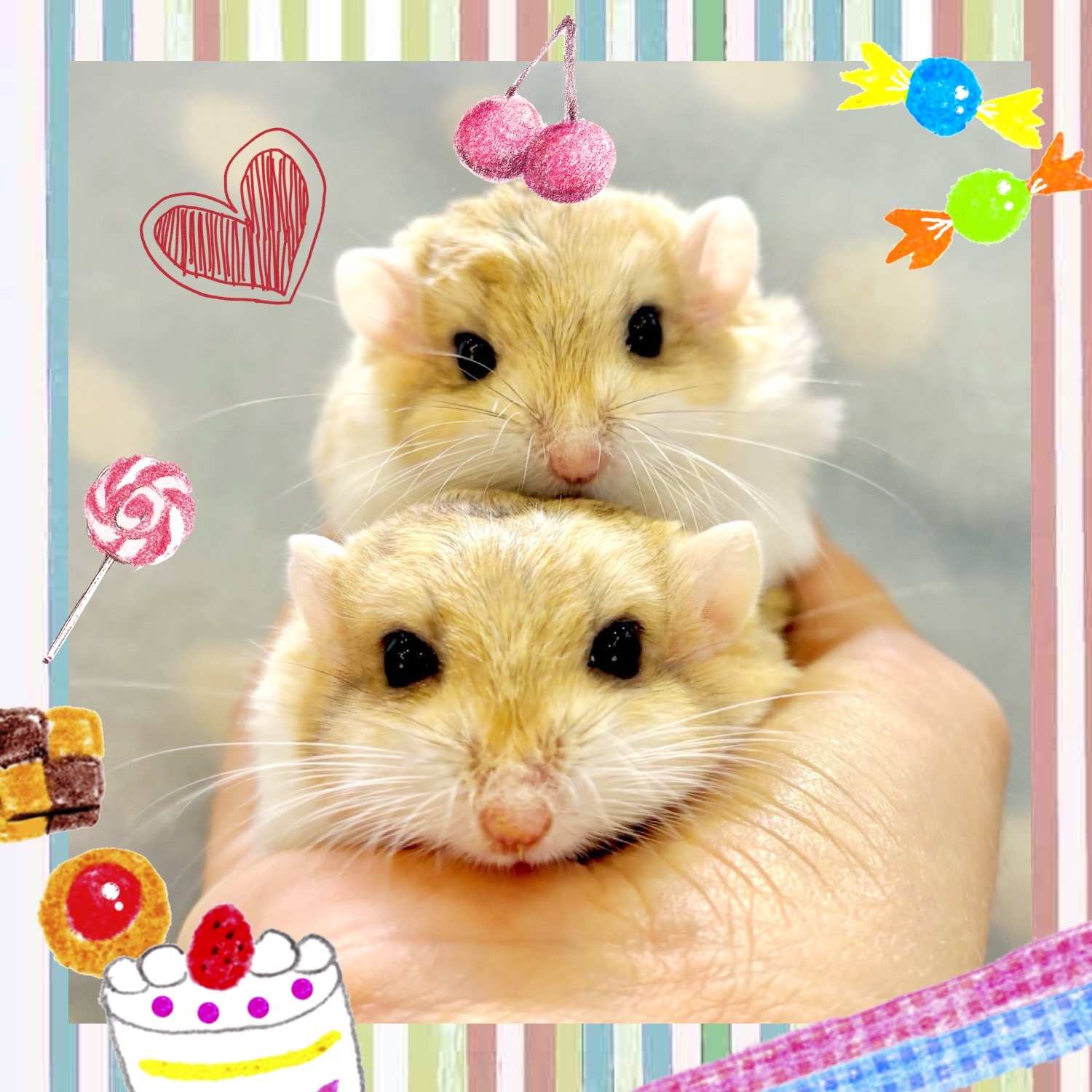 【春日井ぺけっと】ぷりっぷりのチェコロニ再び🐭✨【哺乳類】