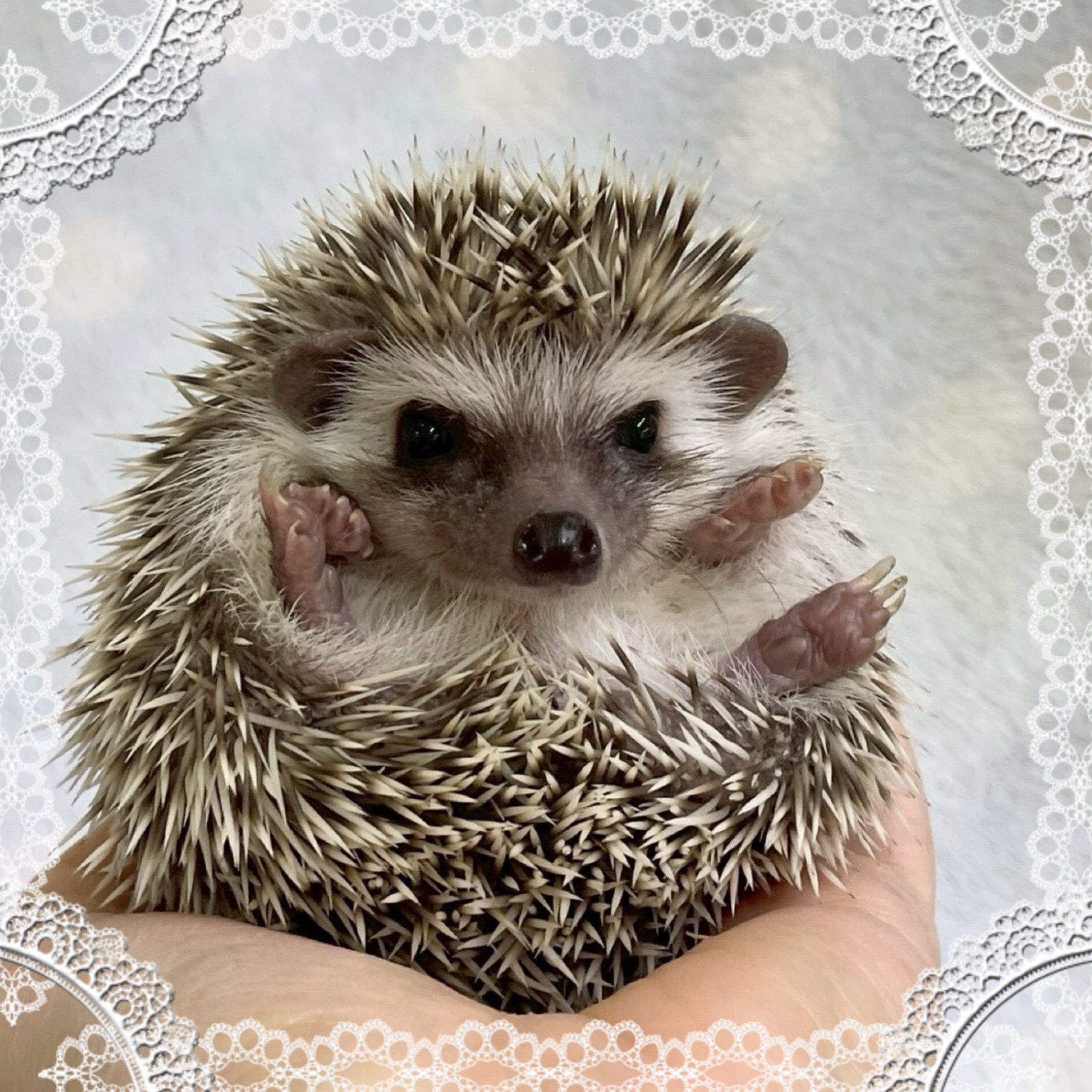 【春日井ぺけっと】ハリネズベビーズ🦔🦔【哺乳類】