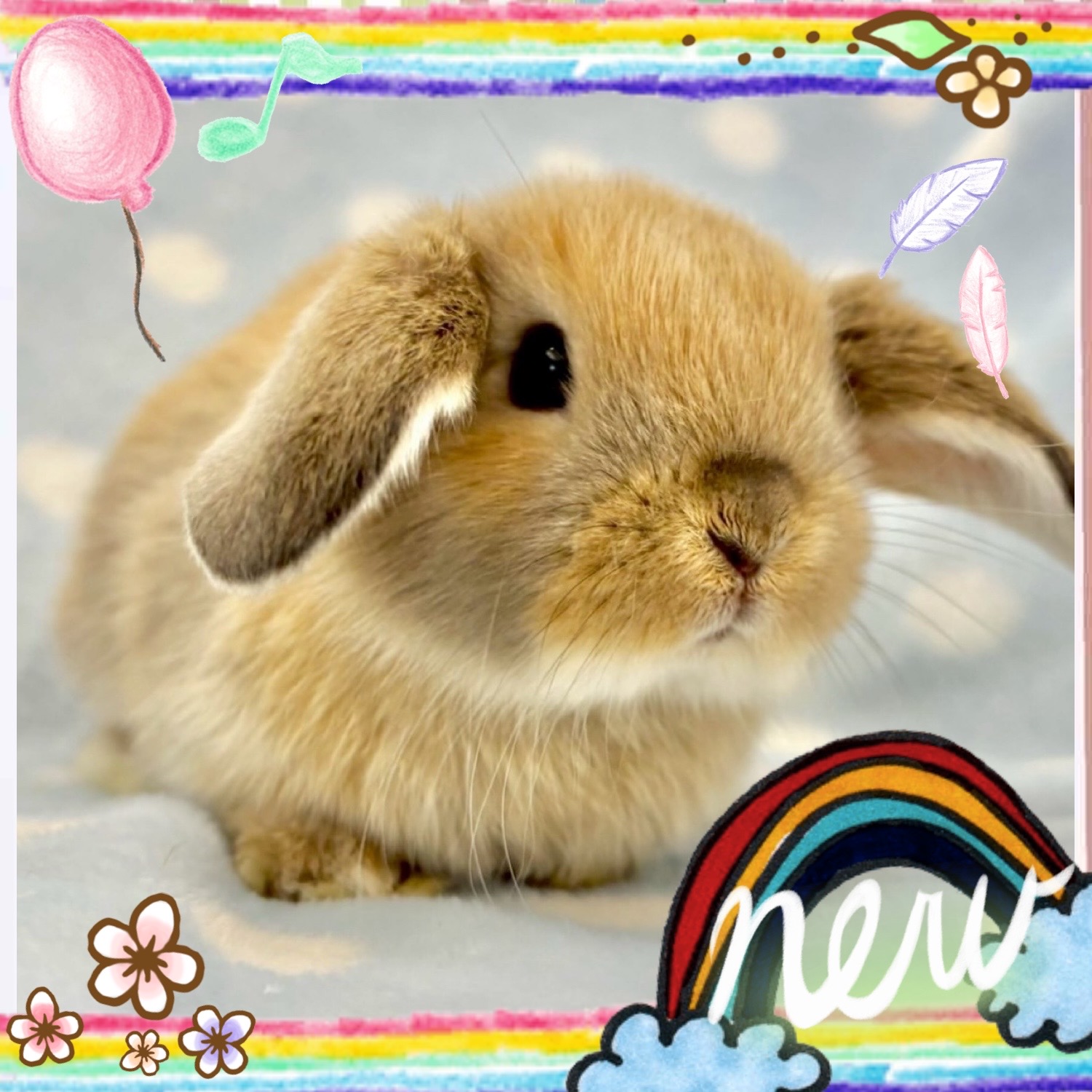 【春日井ぺけっと】ふわもこちびうさぎ🐰✨【哺乳類】