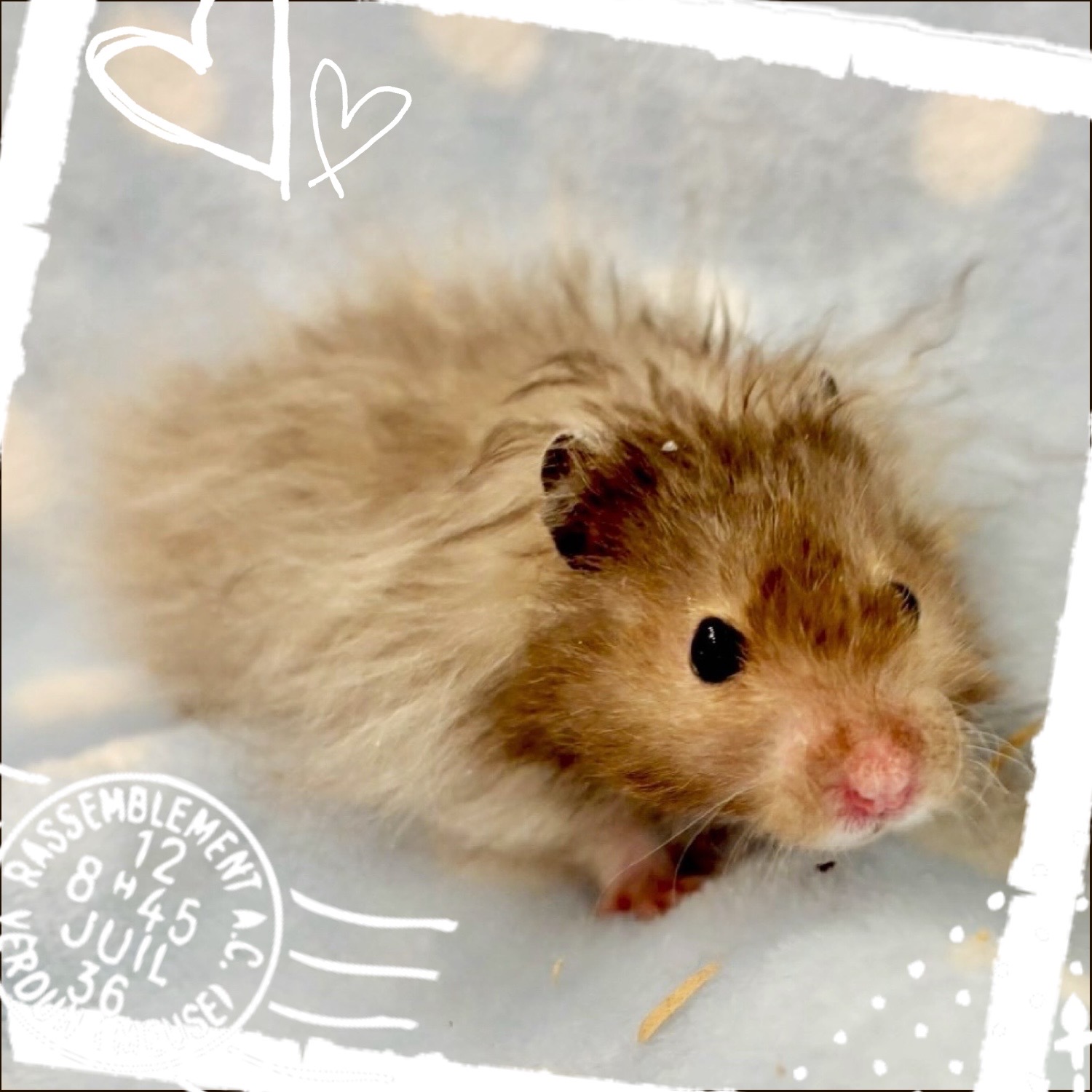 【春日井ぺけっと】でっかわシリアンまたまた着弾🐹🐹【哺乳類】