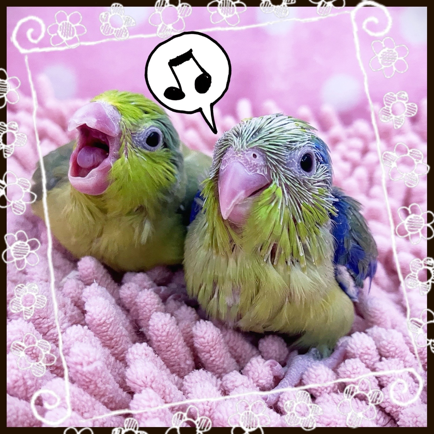 【春日井ぺけっと】小粒なマメちゃん着弾🫛🫛【鳥類】