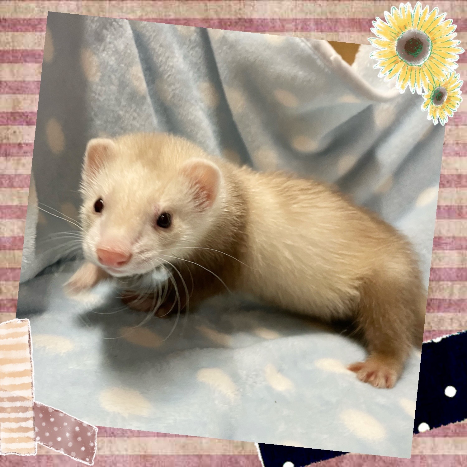 【春日井ぺけっと】早すぎたマーシャル！！【哺乳類】