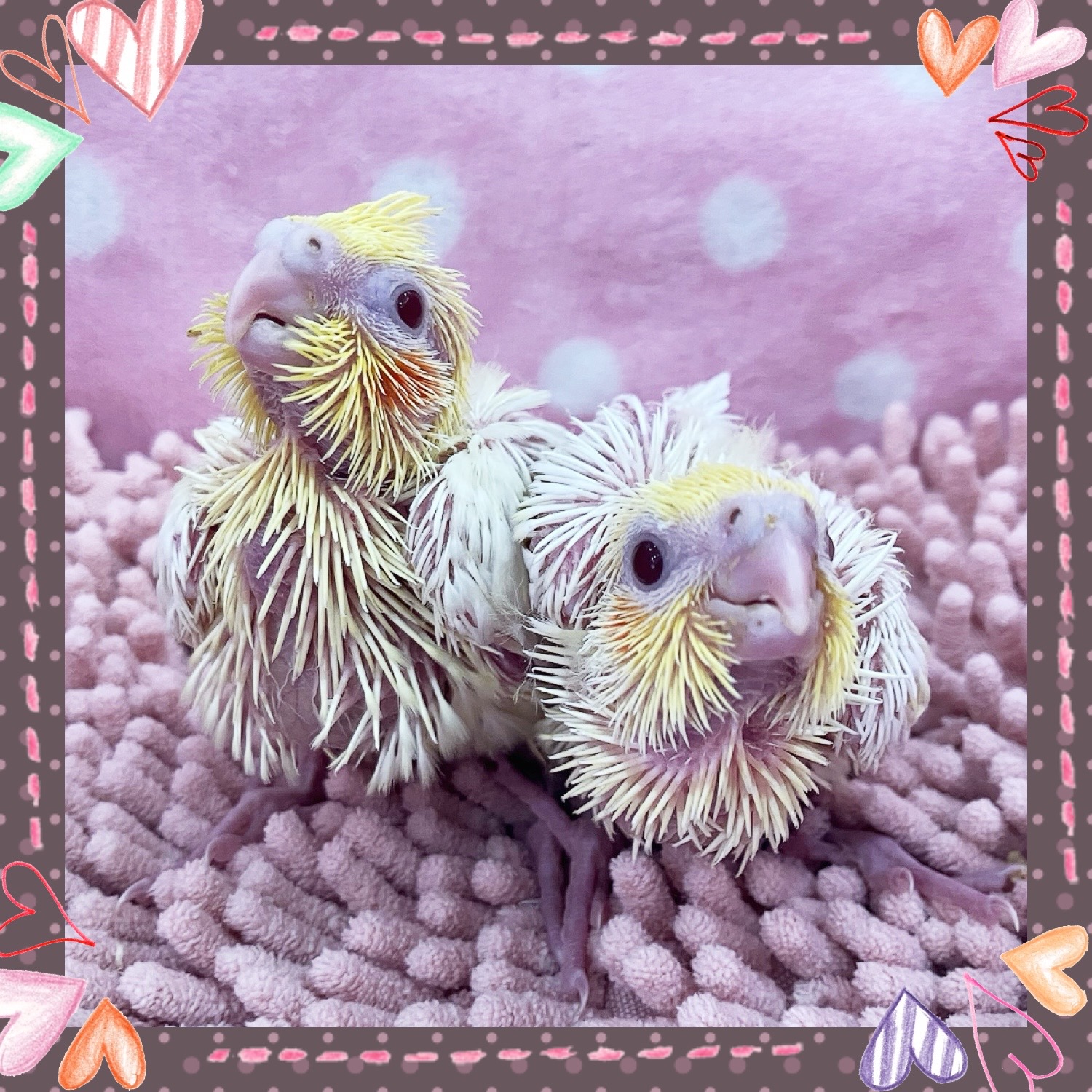 【春日井ぺけっと】人気の中型🦜オカメ到着〜✨【鳥類】