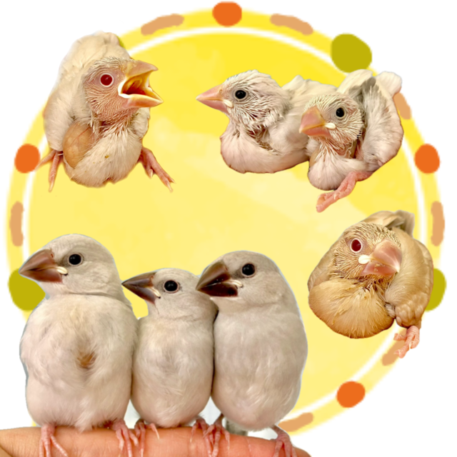 【春日井ぺけっと】色々文鳥！【鳥類】