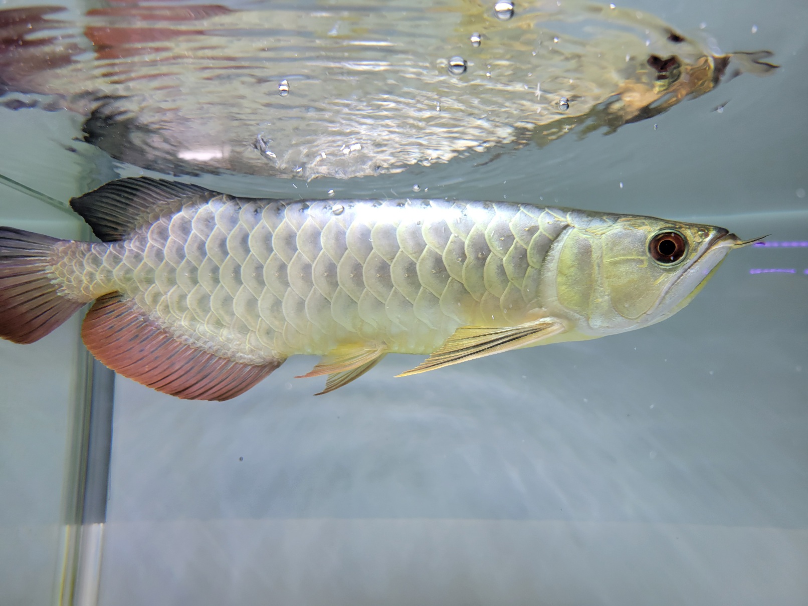 みなとアクア】金ピカアロワナ！コリドラス！ | 名古屋のペット