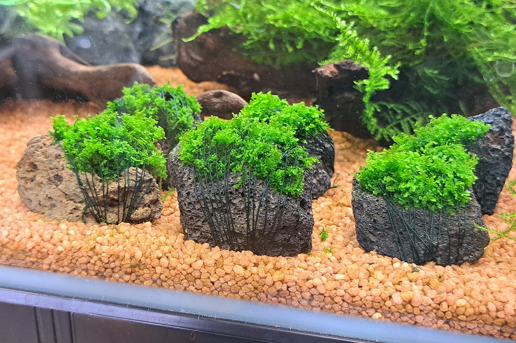 [インターアクア]植物新入荷案内