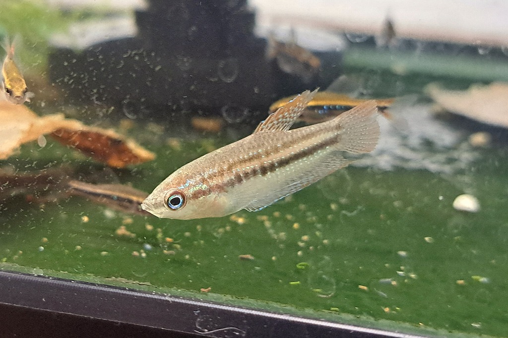 インターアクア】今週入荷分熱帯魚おすすめ＆最新入荷 | 名古屋の