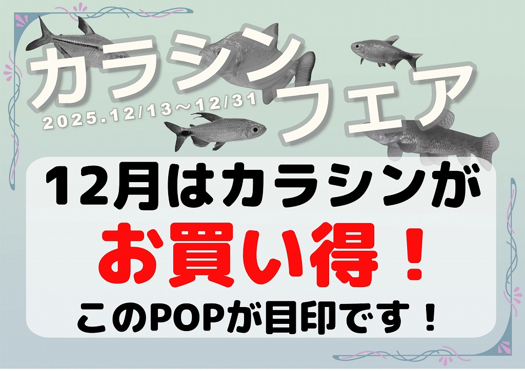 【春日井アクア】カラシンフェア【熱帯魚】