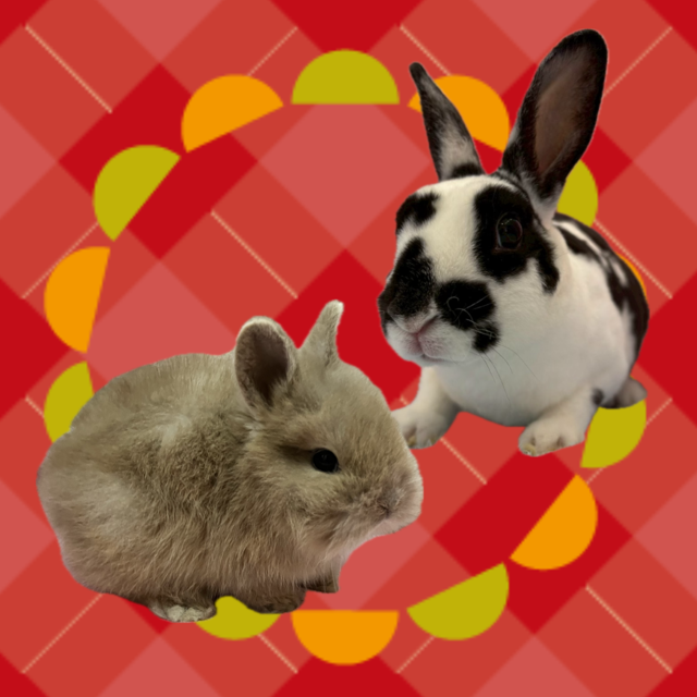 【春日井ぺけっと】獅子王兎🦁👑🐰【哺乳類】