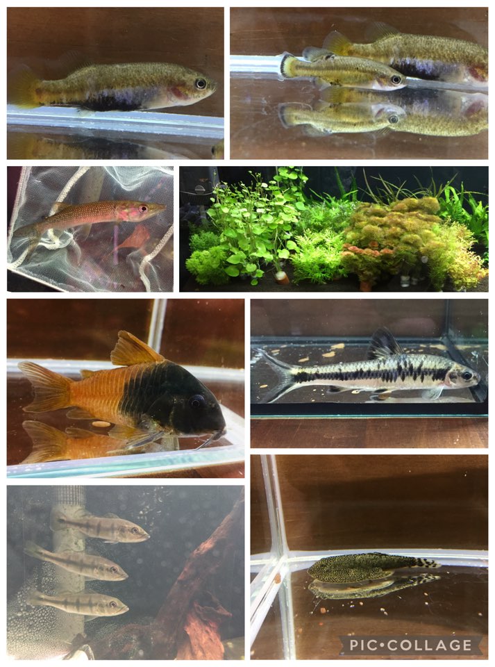 【春日井アクア】巷で話題のあのコリドラスが着弾！！ 新入荷情報2025/12/27