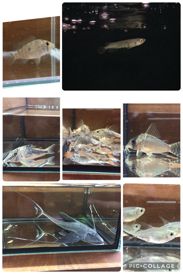 【春日井アクア】新入荷紹介！スポバラやロングノーズコリドラス等など！2025/12/21