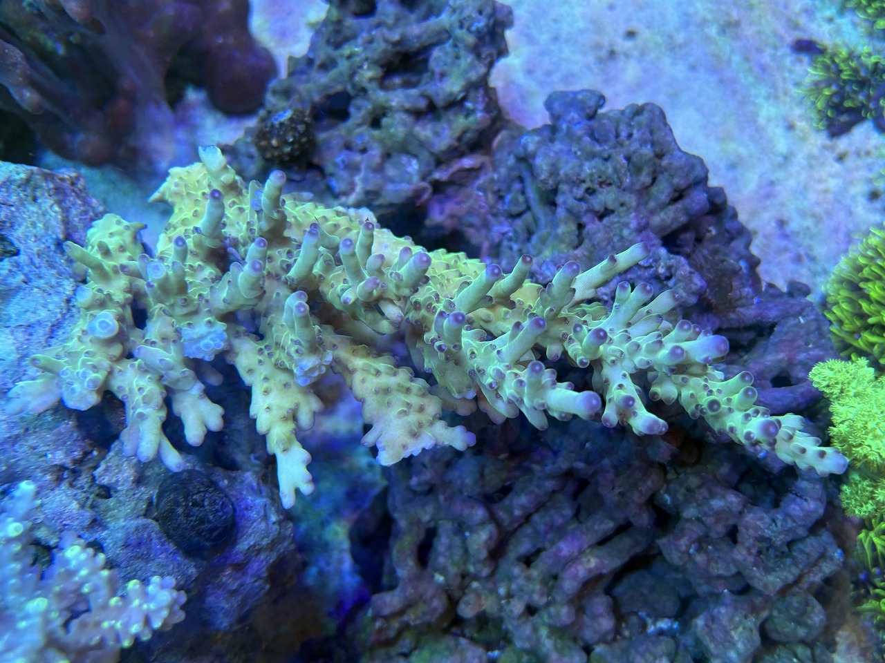 【みなとマリン】サンゴ大量入荷！！その③