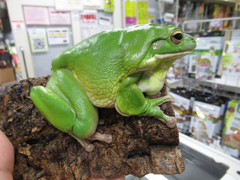 カエル様　差額分 大物（金額、重量）続々と現る！未アップカエル色々＠みなとペポニ
