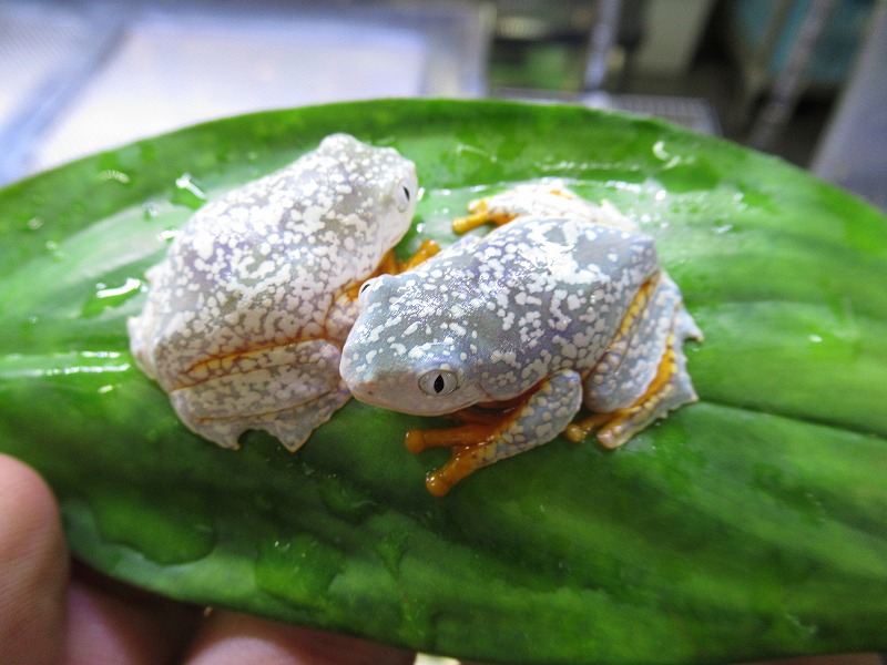 大物（金額、重量）続々と現る！未アップカエル色々＠みなとペポニ