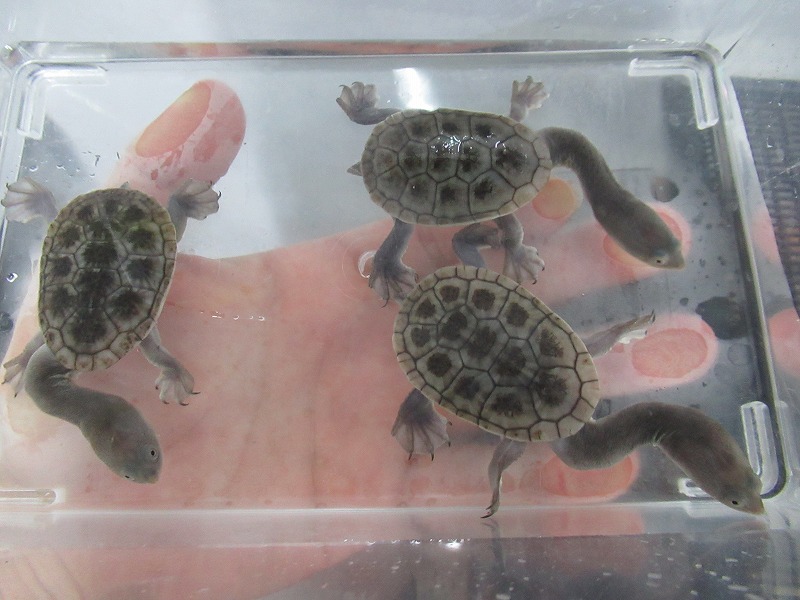 オブロンガ様降臨！今年最後のEU便など新着ドドン！！＠みなとペポニ