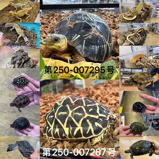 【インターペポニ】イベント前だからこそ入荷！年末年始だからこそ入荷！入荷入荷入荷入荷入荷入荷入荷入荷入荷入荷入荷入荷入荷入荷入荷入荷入荷入荷入荷入荷入荷入荷入荷入荷入荷入荷入荷入荷入荷入荷入荷入荷入荷入荷入荷入荷入荷入荷入荷入荷人荷入荷入荷入荷入荷入荷入荷入荷入荷入荷…(間違い探しあります)