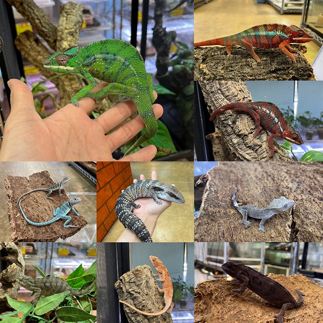 【インターペポニ】2025年を色鮮やかな思い出に！