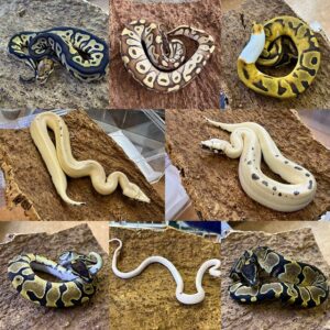 インターペポニ】これが本当の巳年最後の蛇ブログ！ | 名古屋のペット