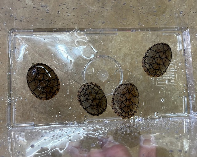 インターペポニ】2025年最後の生体ブログは縁起が良いとされる「亀」の