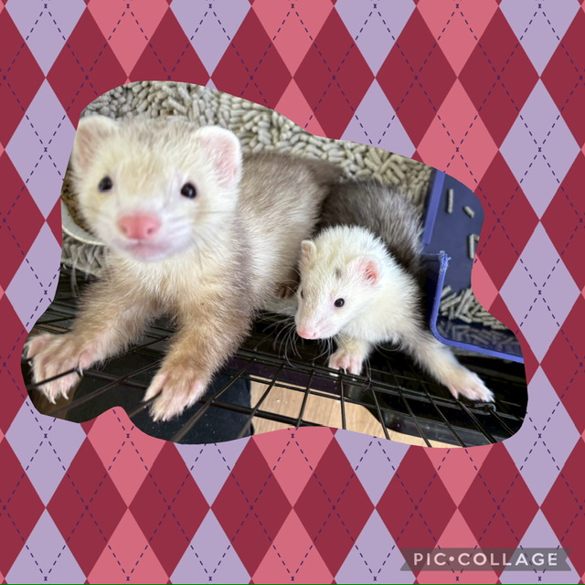 【春日井ぺけっと】フェレット早い者勝ち！！【哺乳類】