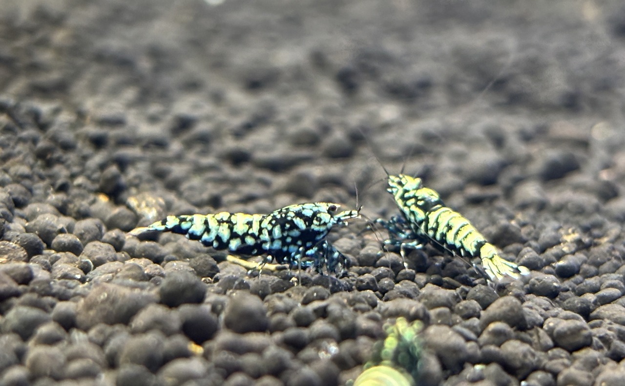 【春日井アクア】シュリンプ ストック紹介【シュリンプ】