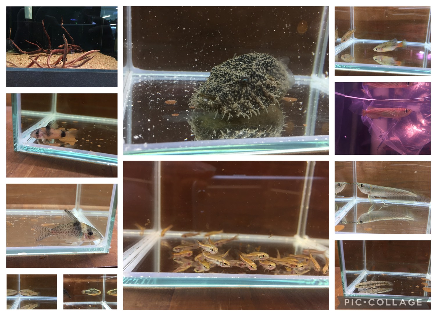 【春日井アクア】新入荷！！アジア、ノーザンスーパーショートセネガルス　フグ&パイプフィッシュ　　などなど 2025/12/14