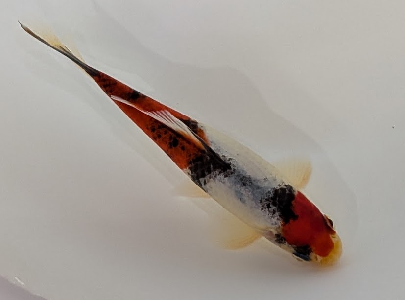 【春日井アクア】入荷のお知らせ【和金】