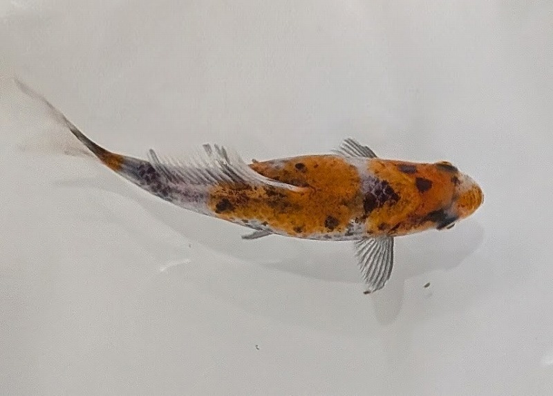 【春日井アクア】入荷のお知らせ【和金】