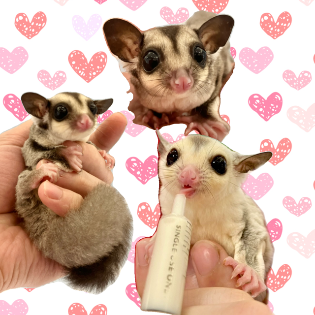 【春日井ぺけっと】むにむにふくもも【哺乳類】