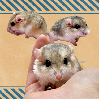 【春日井ぺけっと】でっっけ〜〜マカロニ！【哺乳類】