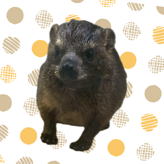 【春日井ぺけっと】ベビーな岩狸！【哺乳類】