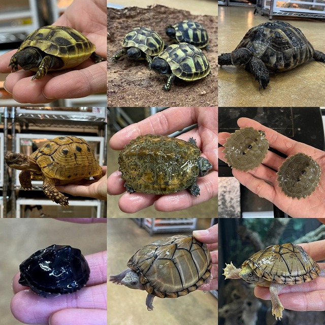 インターペポニ】2025年最後の生体ブログは縁起が良いとされる「亀」の